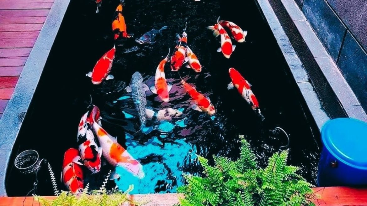 Best Nature Japanese Koi Pond Ideas for Garden Design Best Nature Japanese Koi Pond Ideas for Garden Design