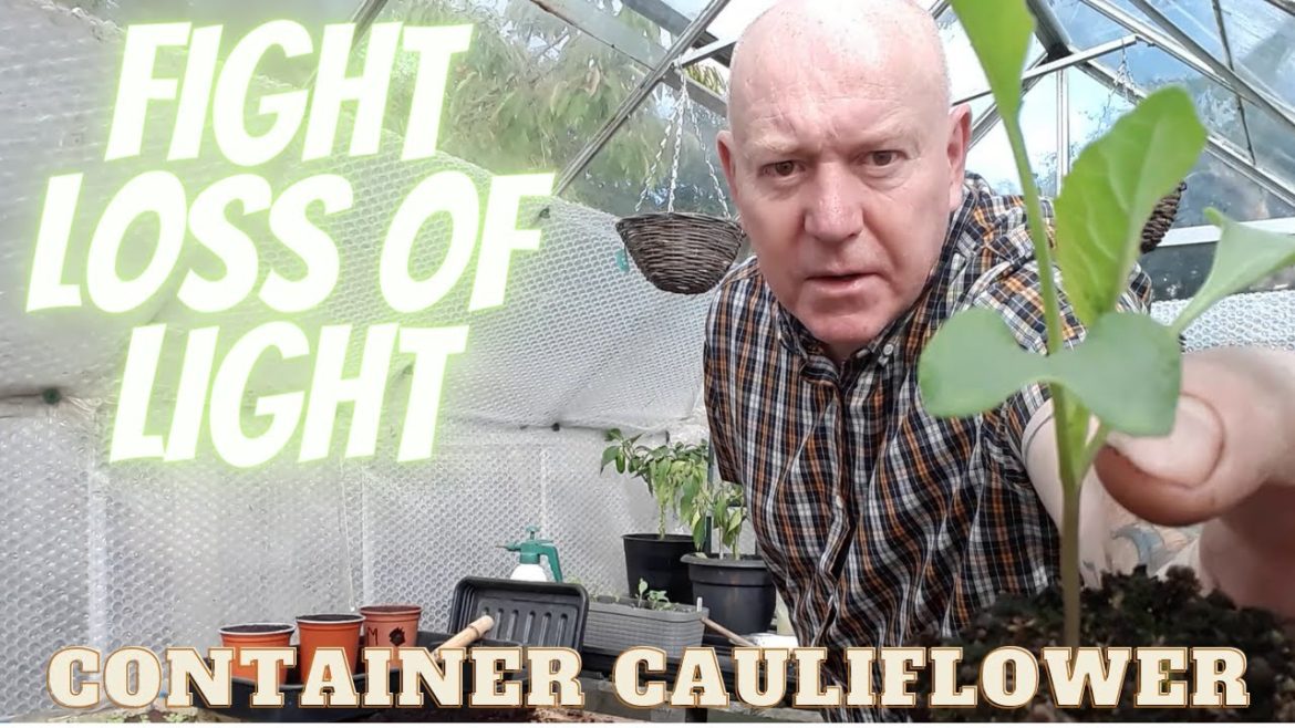 Grow Winter Cauliflowers In Containers [Gardening Allotment UK] [Grow Vegetables At Home ]