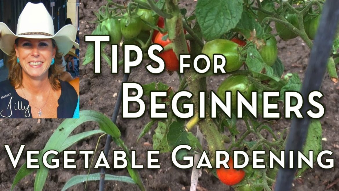 Vegetable Gardening Tips for Beginners Vegetable Gardening Tips for Beginners