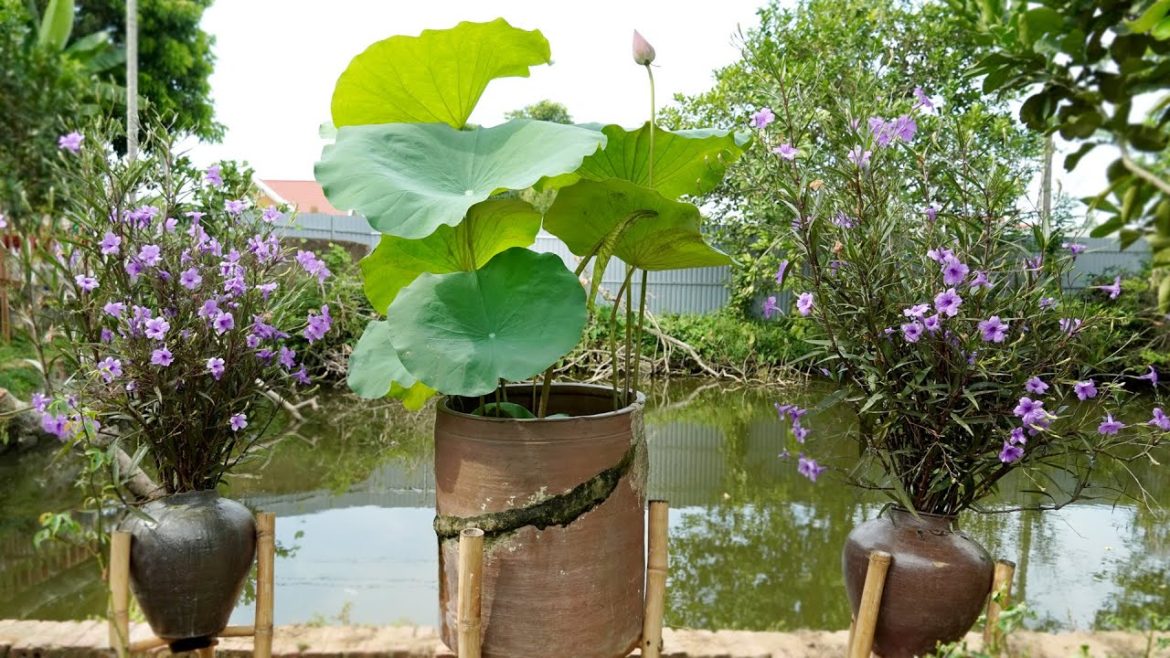 Beautiful Front Yard Garden Ideas, Grow Lotus at Home | TEO Garden Beautiful Front Yard Garden Ideas, Grow Lotus at Home | TEO Garden