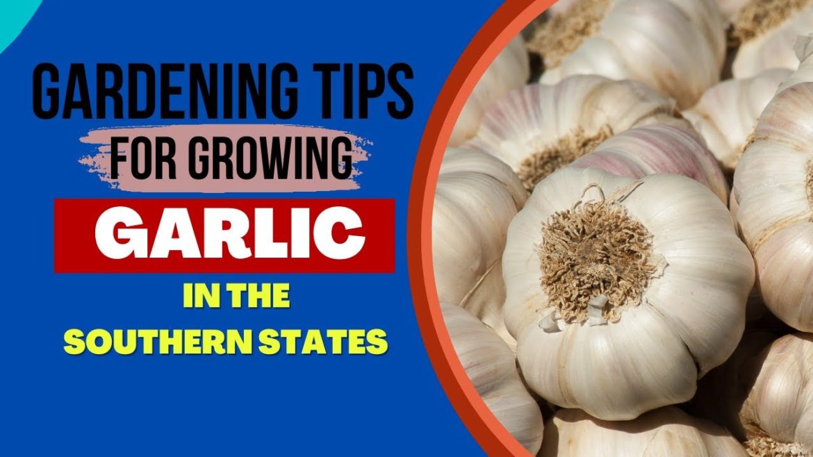 Gardening Tips For Growing Garlic In The Southern States