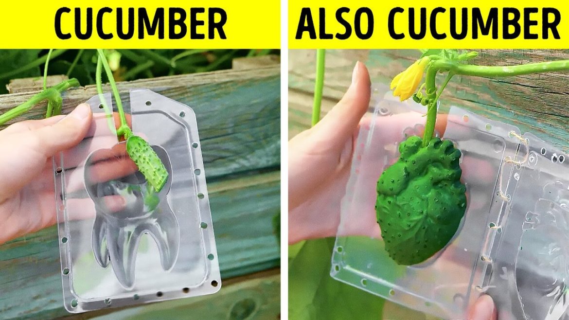 GENIUS GARDEN HACKS FOR YOUR MINI AND HUGE PLANTS GENIUS GARDEN HACKS FOR YOUR MINI AND HUGE PLANTS