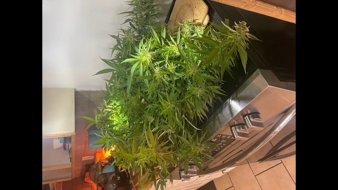 Forced Harvest 2022 Cannabis Garden