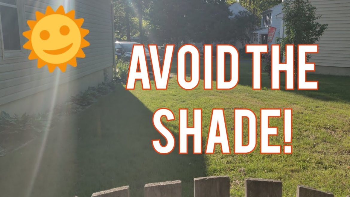 Where to put a Garden? Tips on tracking the sun.