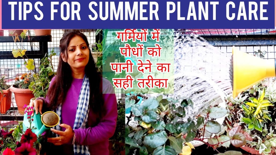 Summer Gardening Tips | How to Take Care of your Plant in Summer | How to Water Plants in summer |