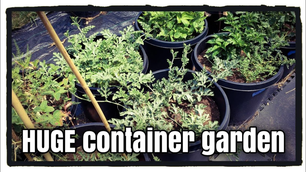 Growing All My Food In a Front Yard Container Garden Growing All My Food In a Front Yard Container Garden