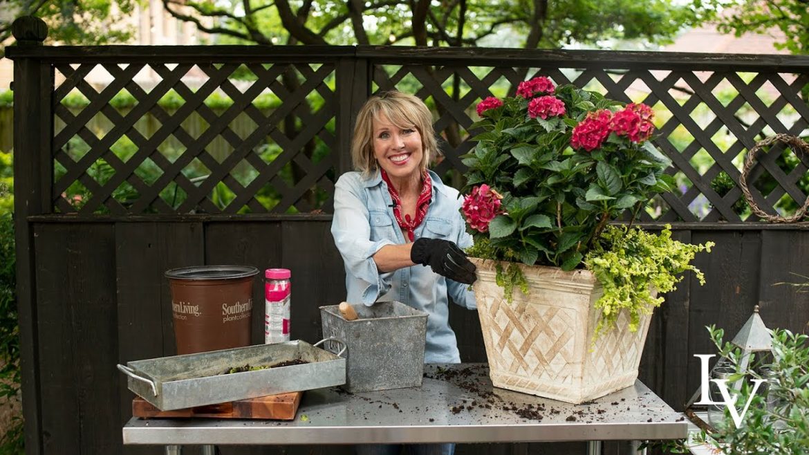 Simple Container Garden Recipe: Cherry Red Hydrangeas + Gold Moneywort // 🌳🌺🌳 Linda Vater