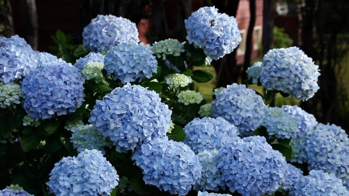Easy Ways to Change Hydrangea Colors - The Grumpy Gardener