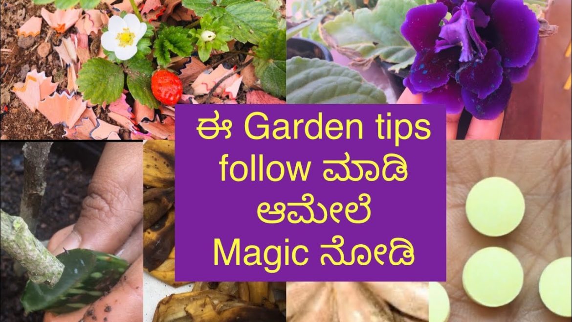 ಈ Garden tips ನ್ನು follow ಮಾಡಿ ಆಮೇಲೆ magic ನೋಡಿ