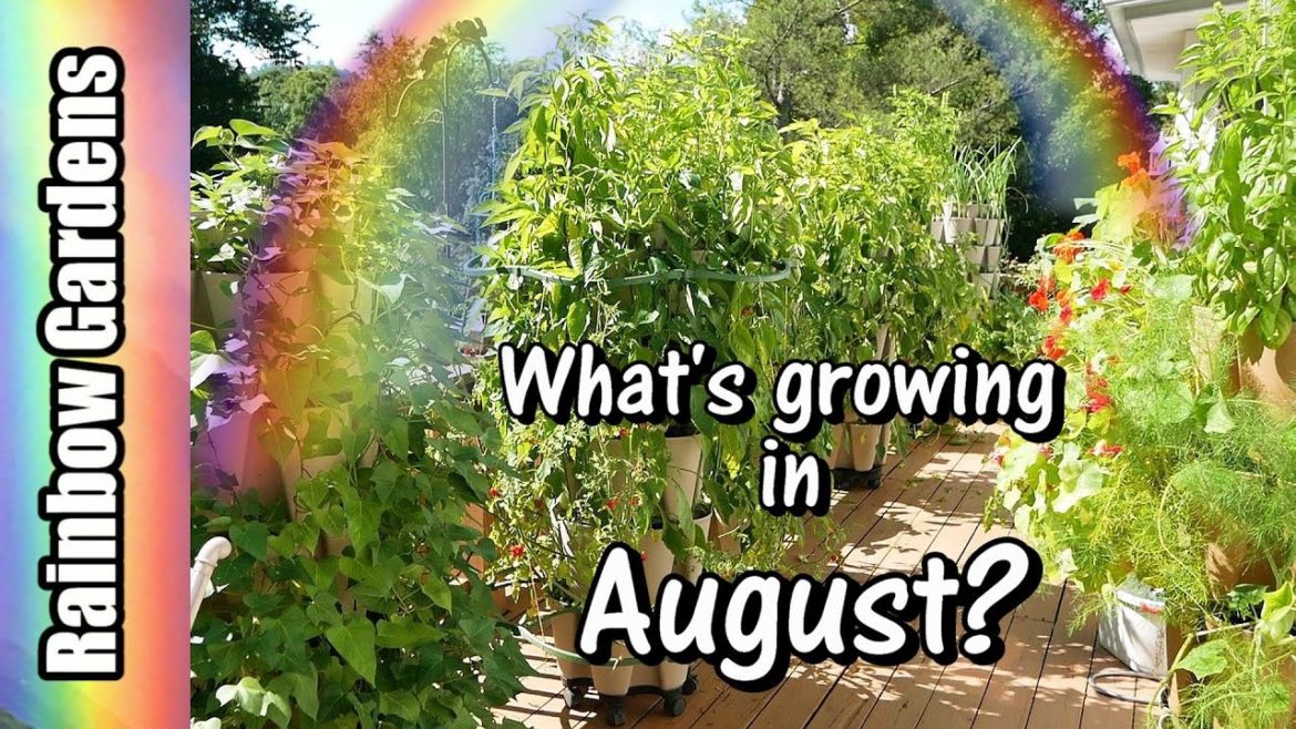 What's Growing in August? Container Garden Tour (this is not good!)