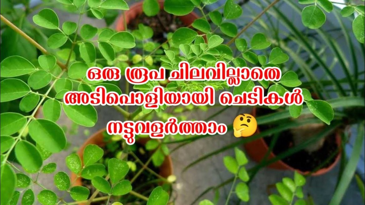 ഇന്നത്തെ പരിപാടി ഇത്രയും ചീപ്പാവും ന്ന് കരുതിയില്ല 😜#malayalam #krishi #garden #gardeningmalayalam ഇന്നത്തെ പരിപാടി ഇത്രയും ചീപ്പാവും ന്ന് കരുതിയില്ല 😜#malayalam #krishi #garden #gardeningmalayalam