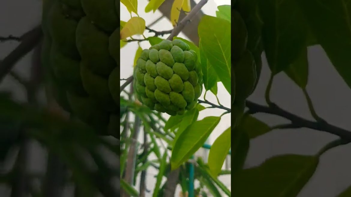 435. Sugar-apple from our terrace garden #fruit #shorts #garden #short