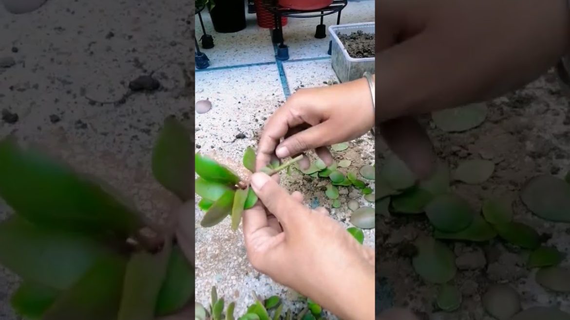 How to grow cuttings of kalanchoe plant #shorts #trending #viral #nishthamahant How to grow cuttings of kalanchoe plant #shorts #trending #viral #nishthamahant