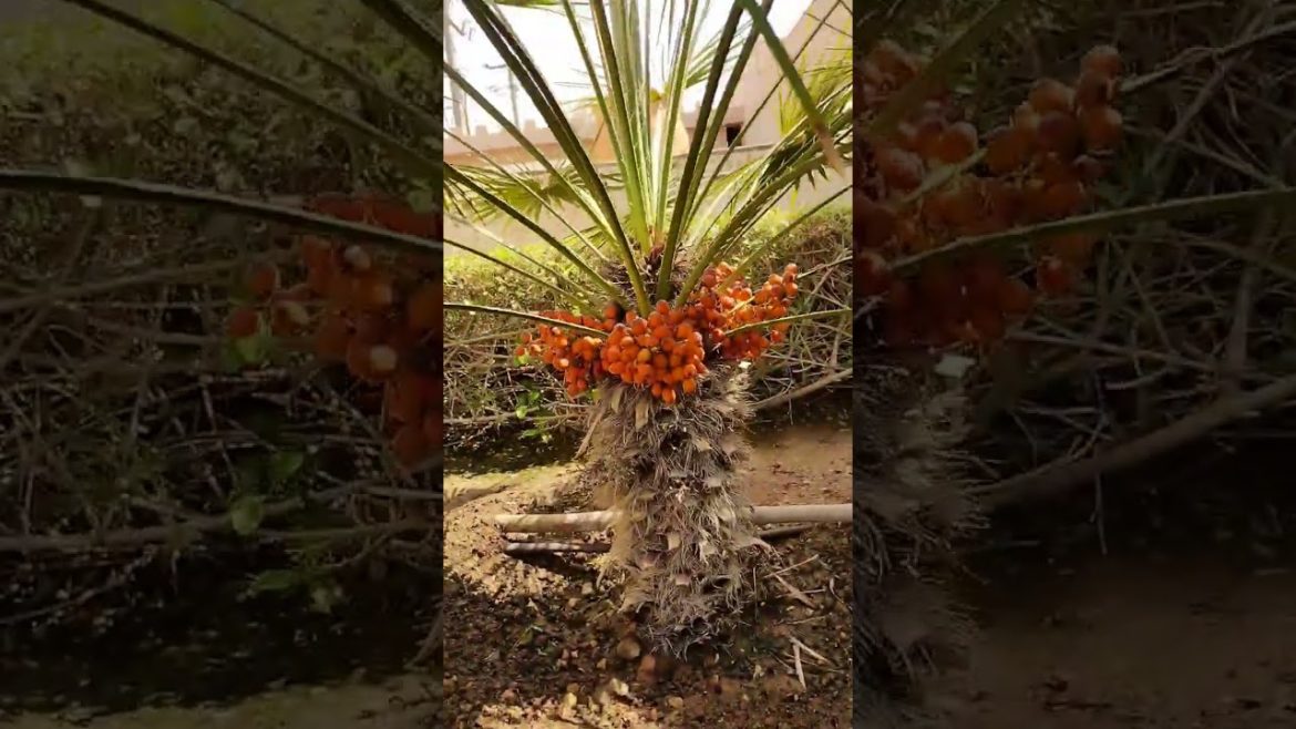 House 🏡 Garden - Beautiful Garden Design