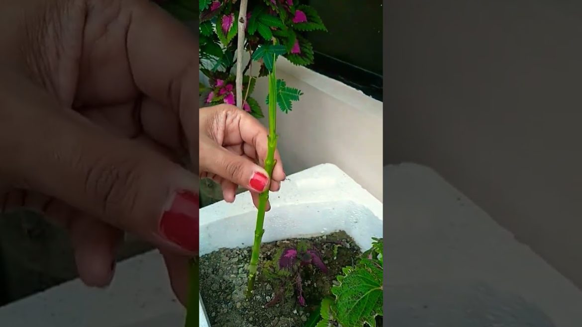 How to grow Kaner from cutting  #shorts #trending #nishthamahant #viral #kaner #oleander