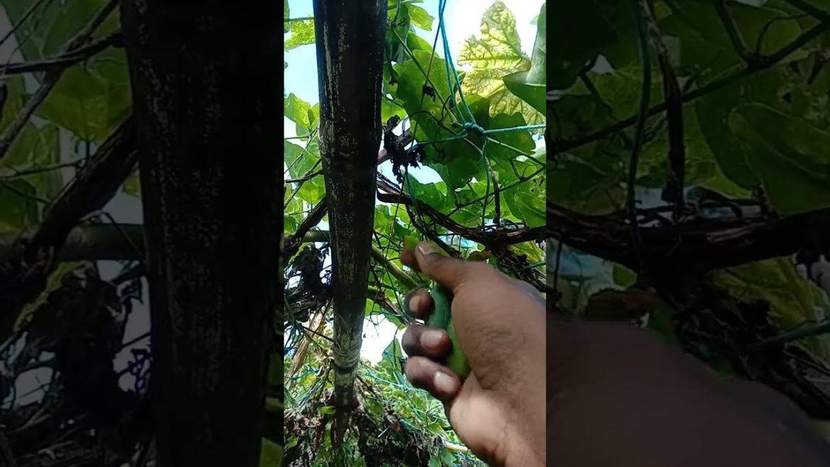 Veggie HARVESTING: Tips for a Successful Garden #shorts