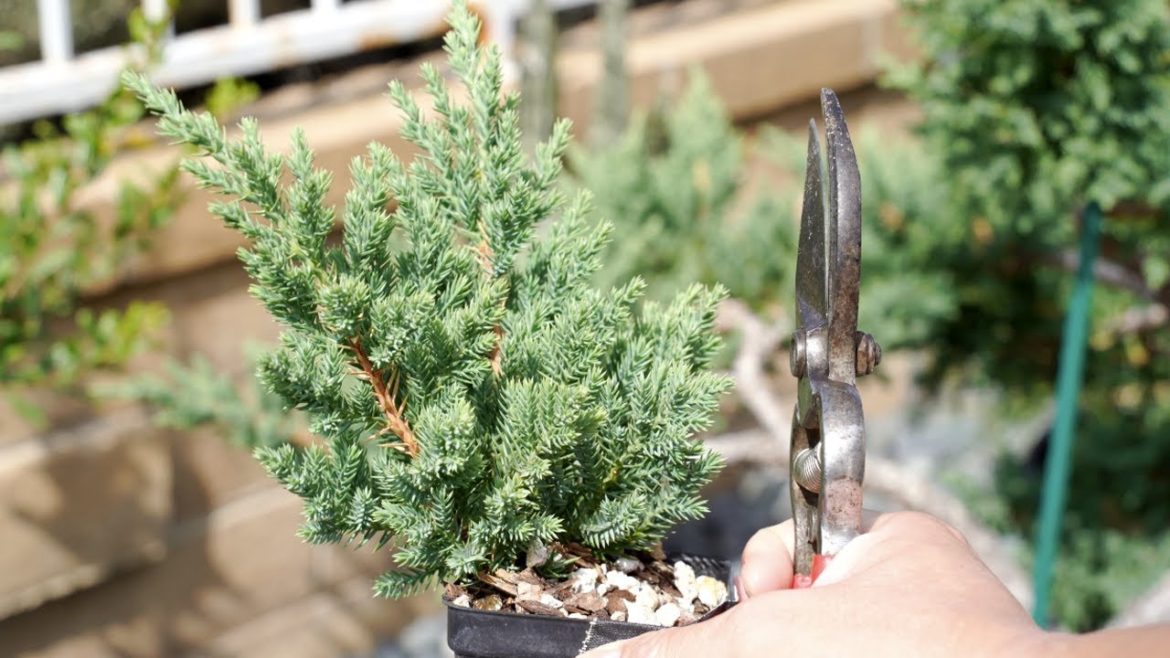 San Jose Juniper Air Layers for Pre-Bonsai, Niwaki, Japanese Garden Trees & Plants [Oct. 2020, ASMR]