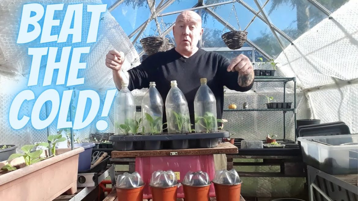 Winter Plant Protection [Gardening Allotment UK] [Grow Vegetables At Home ]