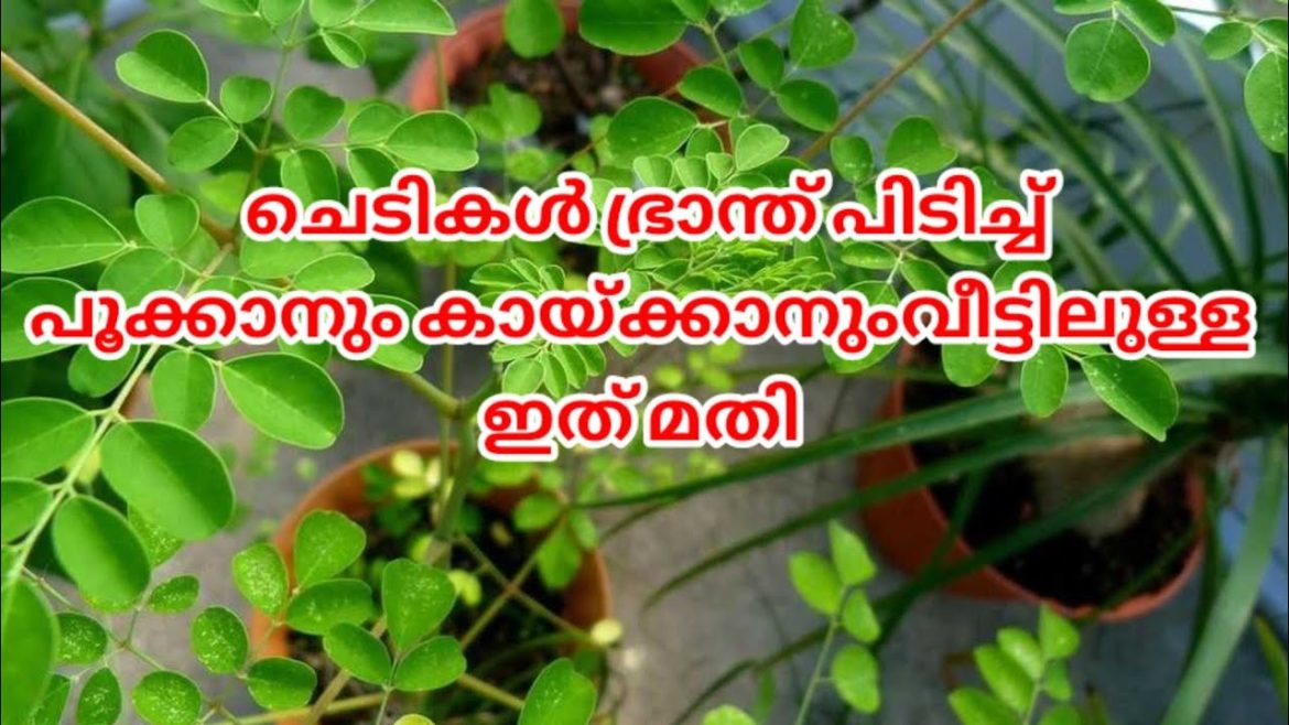 ചെടികൾ നിറഞ്ഞു പൂക്കാനും കായ്ക്കാനും വീട്ടിലുള്ള രണ്ട് ഐറ്റം മതി ട്ടോ 👍@BAAN Vlogs #malayalam ചെടികൾ നിറഞ്ഞു പൂക്കാനും കായ്ക്കാനും വീട്ടിലുള്ള രണ്ട് ഐറ്റം മതി ട്ടോ 👍@BAAN Vlogs #malayalam