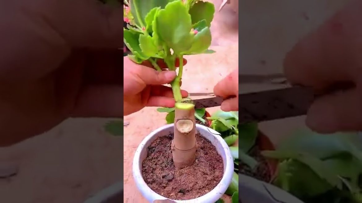 Flower plant grafting tips #Shorts