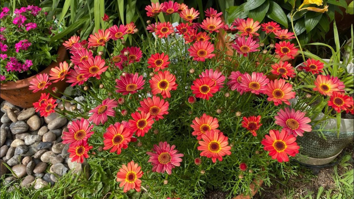 January Garden Update / Front Yard Garden  Tour