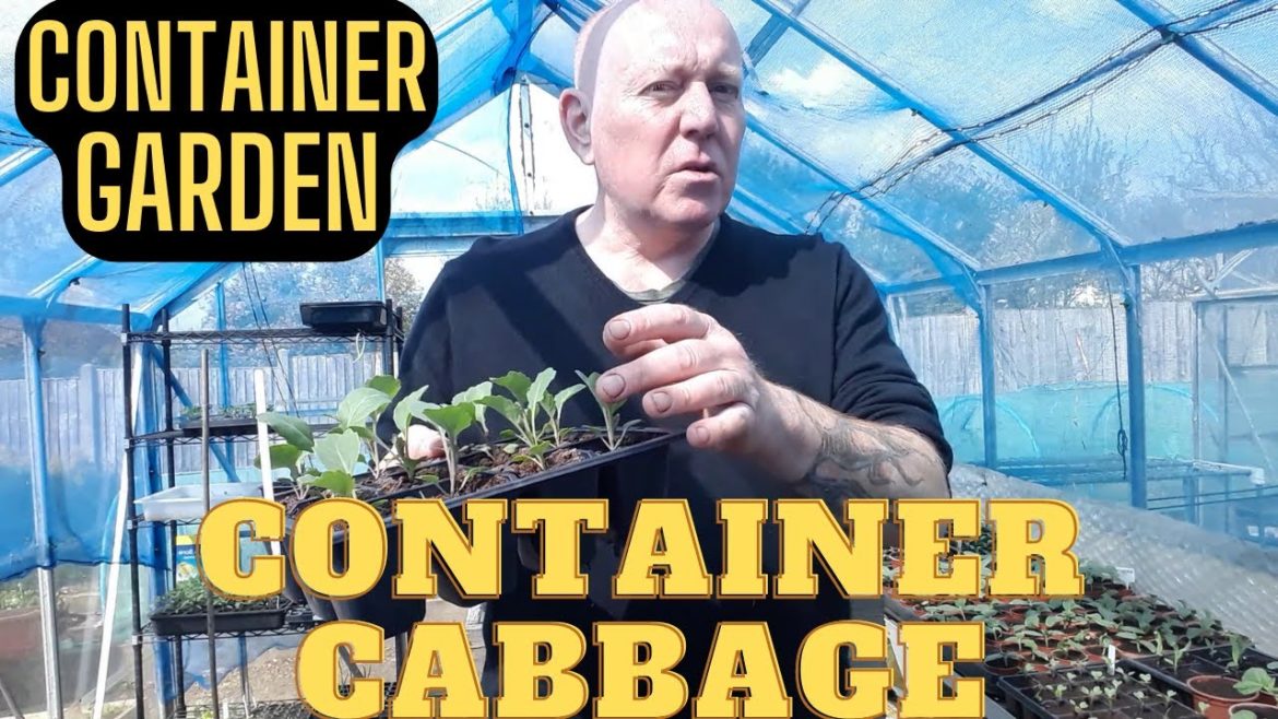 Container Cabbage Container Garden  [Gardening Allotment UK] Home Growing Veg & Flowers