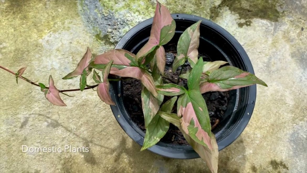 How to grow Syngonium pink splash with leaves How to grow Syngonium pink splash with leaves