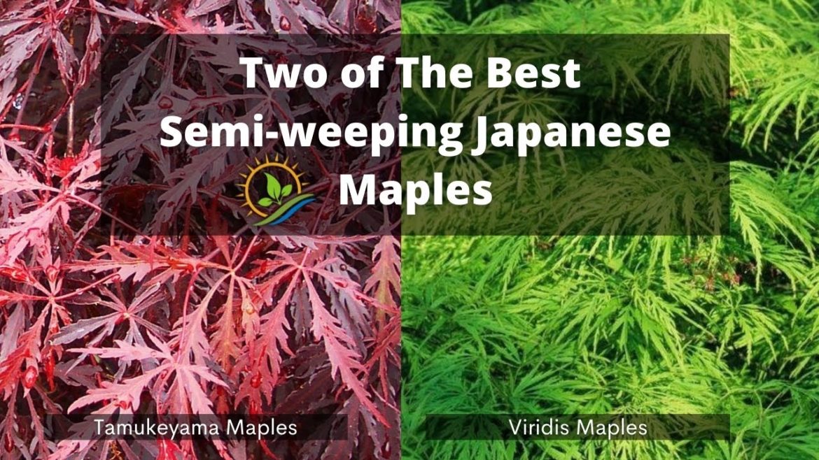Two of the Best Semi-weeping Japanese Maples |  Tamukeyama and Viridis | Landscaping Ideas