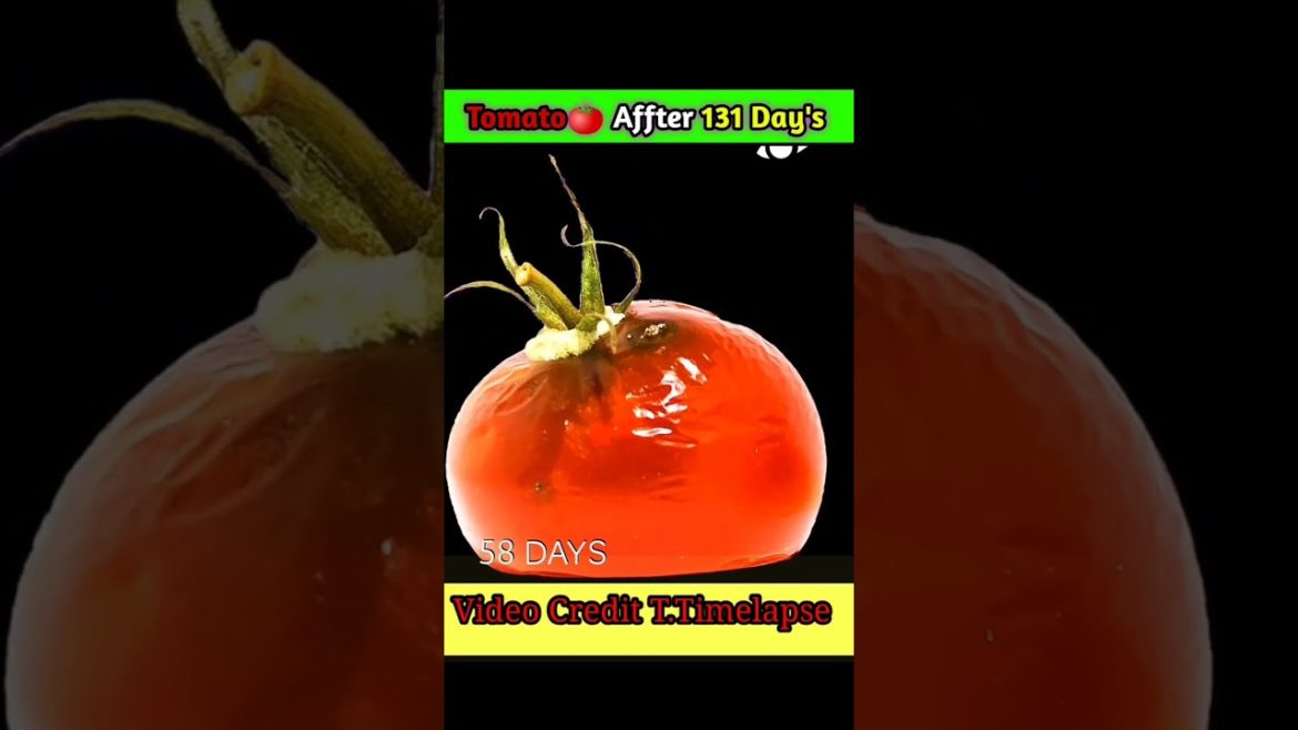 Rotting Tomato Timelapse #shorts #timelapse #tomato