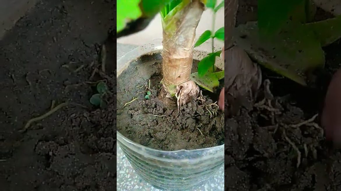how to remove weeds and unwanted plants #shorts #trending #nishthamahant