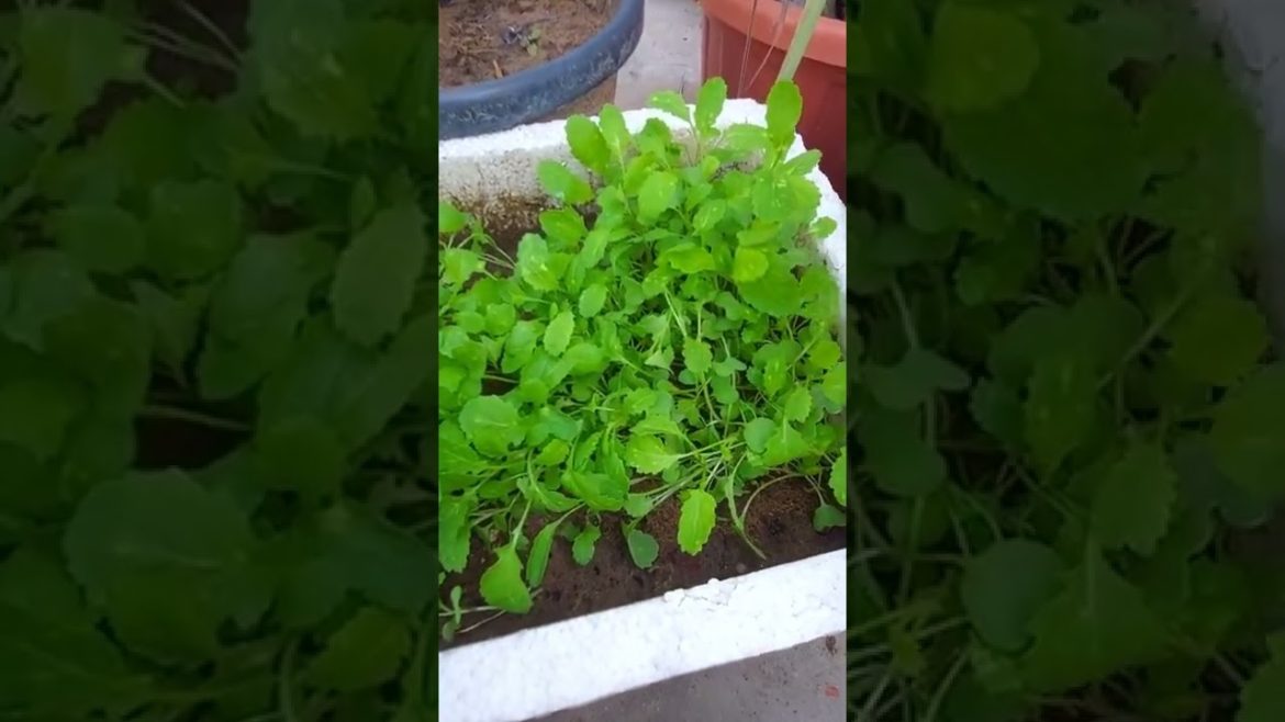 All About Thinning in Gardening #shorts