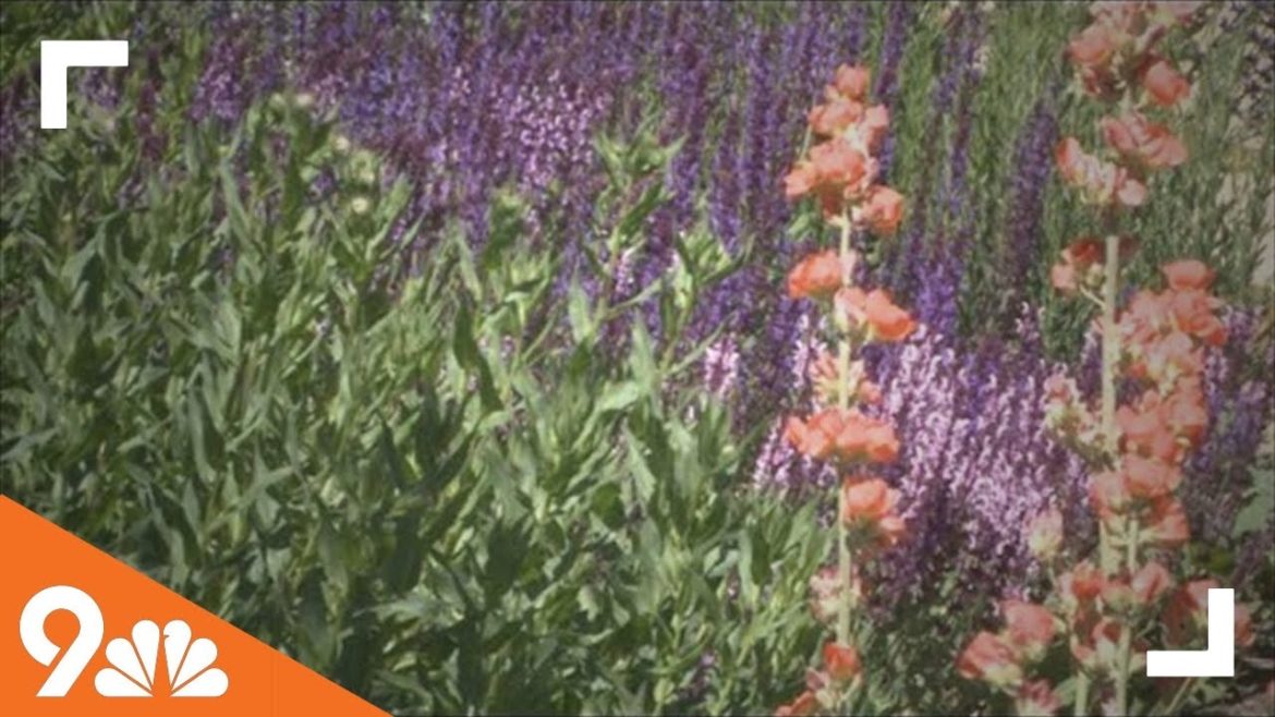 Proctor's Garden: Tips for xeriscaping Proctor's Garden: Tips for xeriscaping