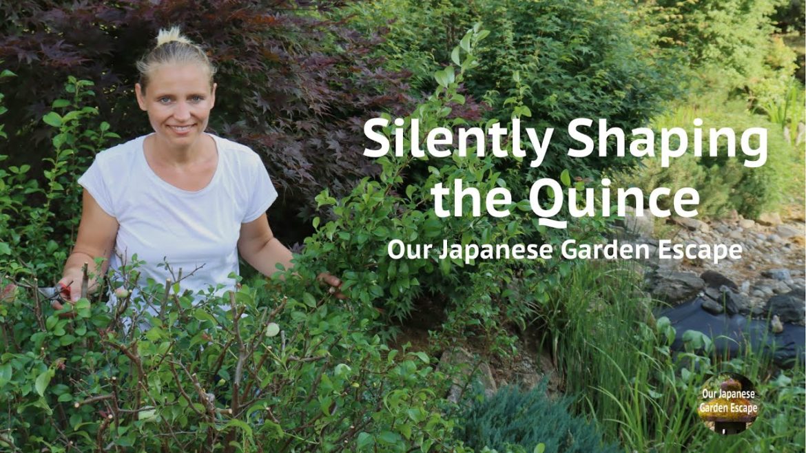 Shaping the Japanese Quince - Silent Gardening | Our Japanese Garden Escape