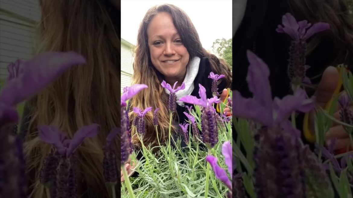 Harvesting Lavender             #lavender #harvest #short #edibleflowers
