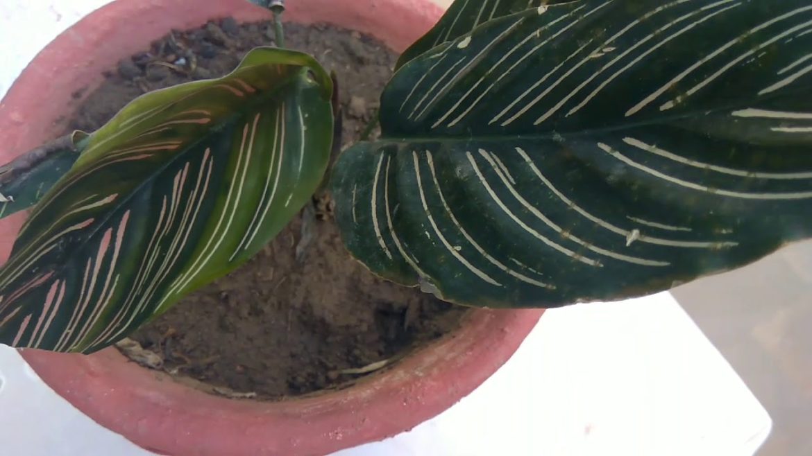 Calathea Ornata and its care #INDEX 3- Mita Bishnoi Garden tips Calathea Ornata and its care #INDEX 3- Mita Bishnoi Garden tips