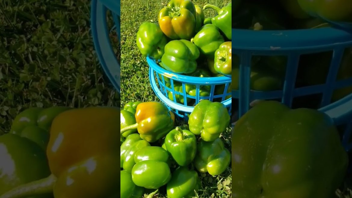 More Bell pepper from our garden #shorts