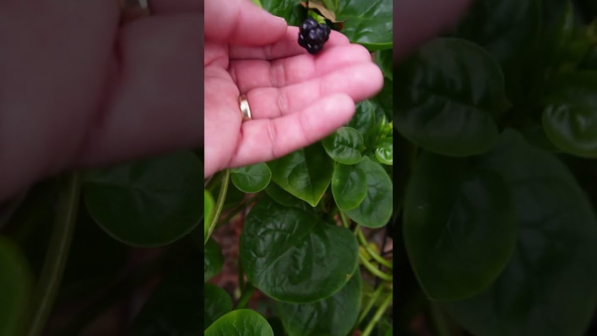 Easiest Garden Method Malabar Spinach, Daily Update Day 7 Easiest Garden Method Malabar Spinach, Daily Update Day 7