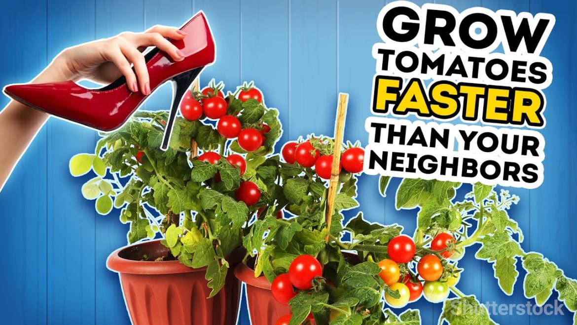 Hacks even pro gardeners don't know about! Garden tips