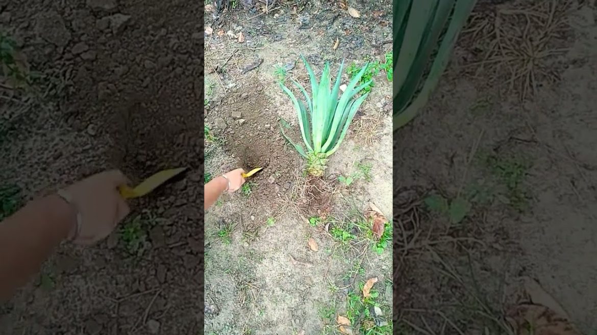 How I Planted my Agave Plant in Park #trending #viral #shorts #youtubeshorts #nishthamahant