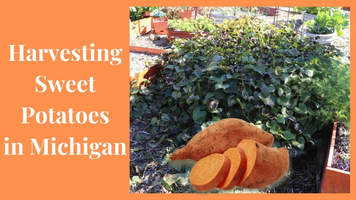 Harvesting Sweet Potatoes 2022 // Gardening at the Simongetti North Harvesting Sweet Potatoes 2022 // Gardening at the Simongetti North