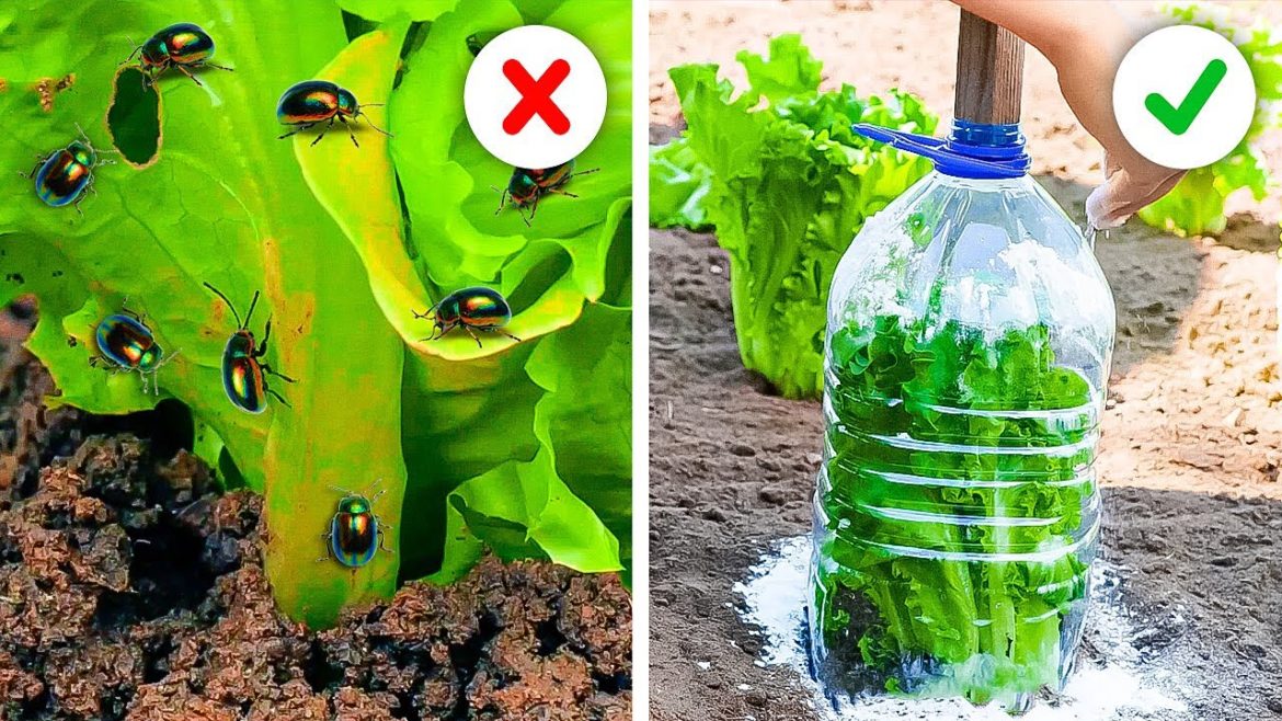 Smart And Cheap Pest Control To Protect Your Plants 🐞 || Gardening Tips And Tricks