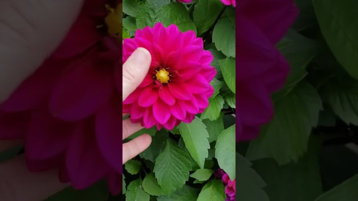 KEEPER PLANT: Purple Dahlia