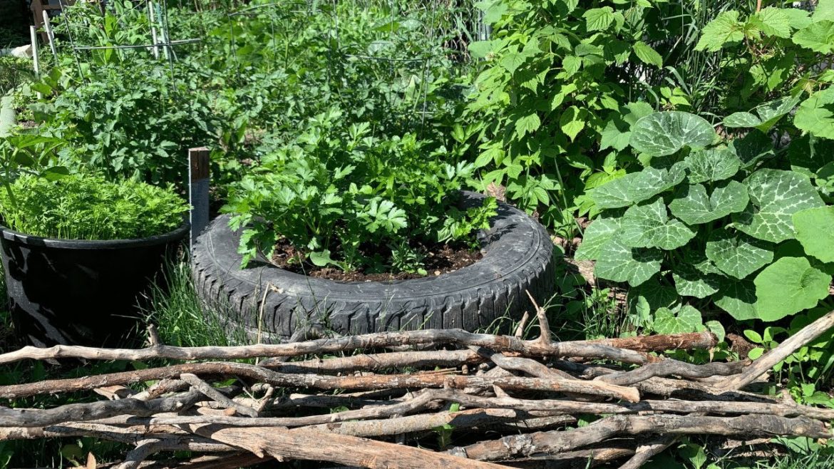 HOW I SAVE ON MY BACKYARD GARDEN (TIPS + TRICKS) 💸💸💸