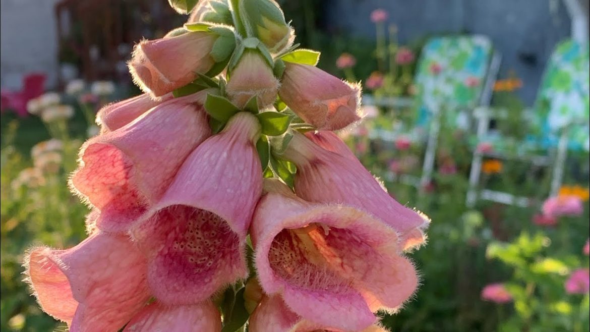 Weekly Front Yard Garden Tour🌸🌼🌻what is wrong with my zinnias😱Hydrangeas and more #gardentour
