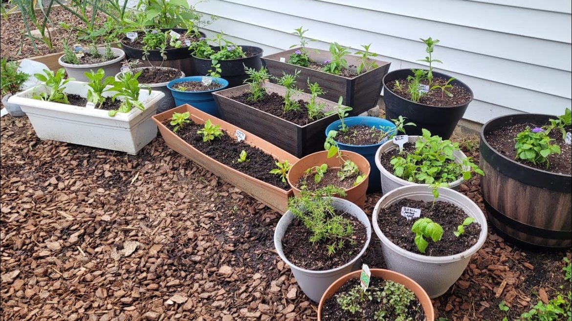 Planting my NEW flower and herb container garden 💐🌱🪴using winter sown seedlings