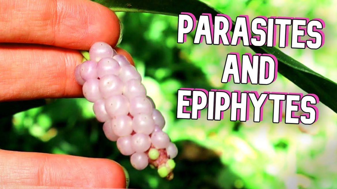 PARASITES VS EPIPHYTES : Trying Fruit From Strange Epiphytic Plants - Weird Fruit Explorer