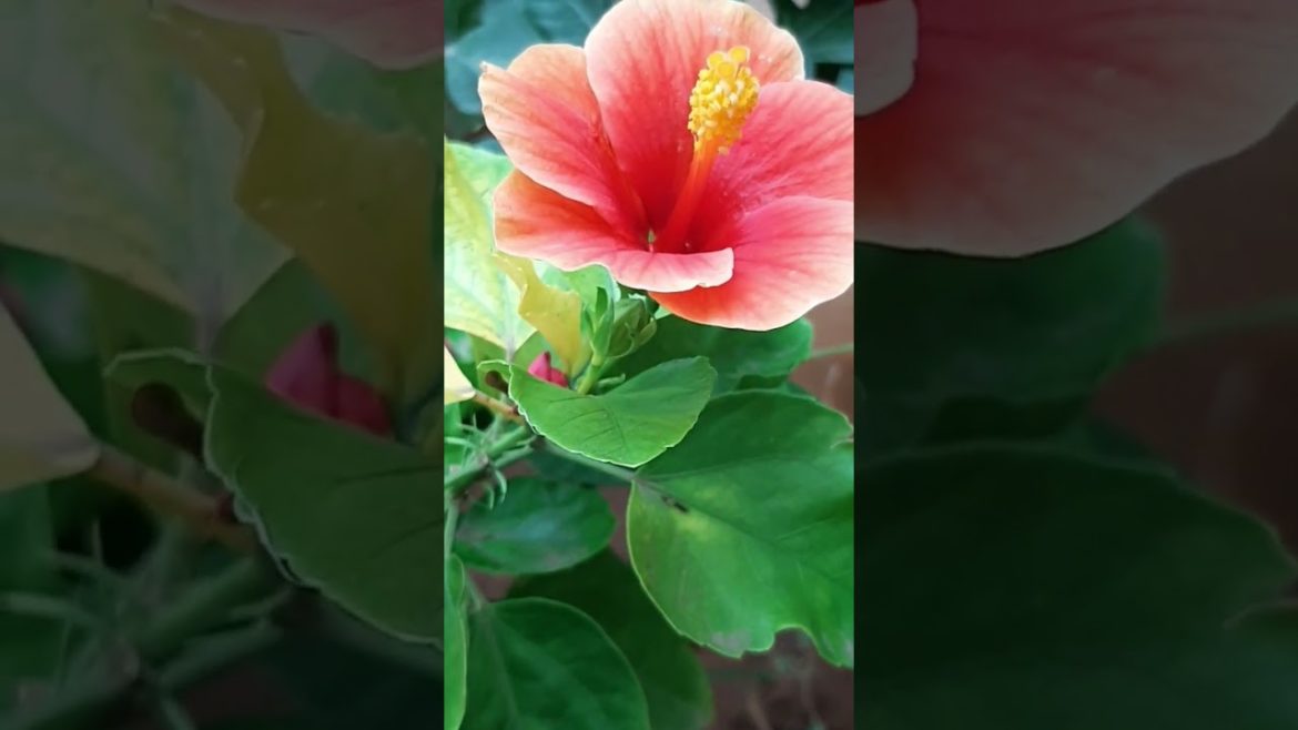 Great Gardening Tips and Beautiful Flower#shorts