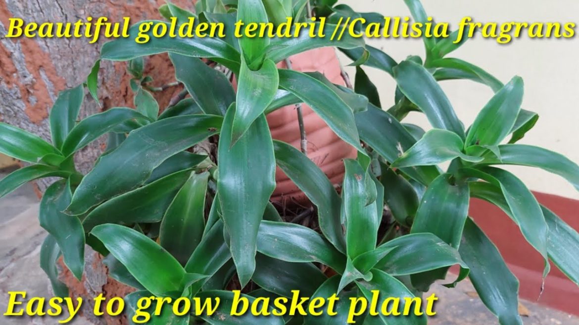 Best indoor plant//Callisia fragrans//Basket plant//எளிதாக வளரக்கூடிய கூடைத்தாவரம்/ornamental plant Best indoor plant//Callisia fragrans//Basket plant//எளிதாக வளரக்கூடிய கூடைத்தாவரம்/ornamental plant