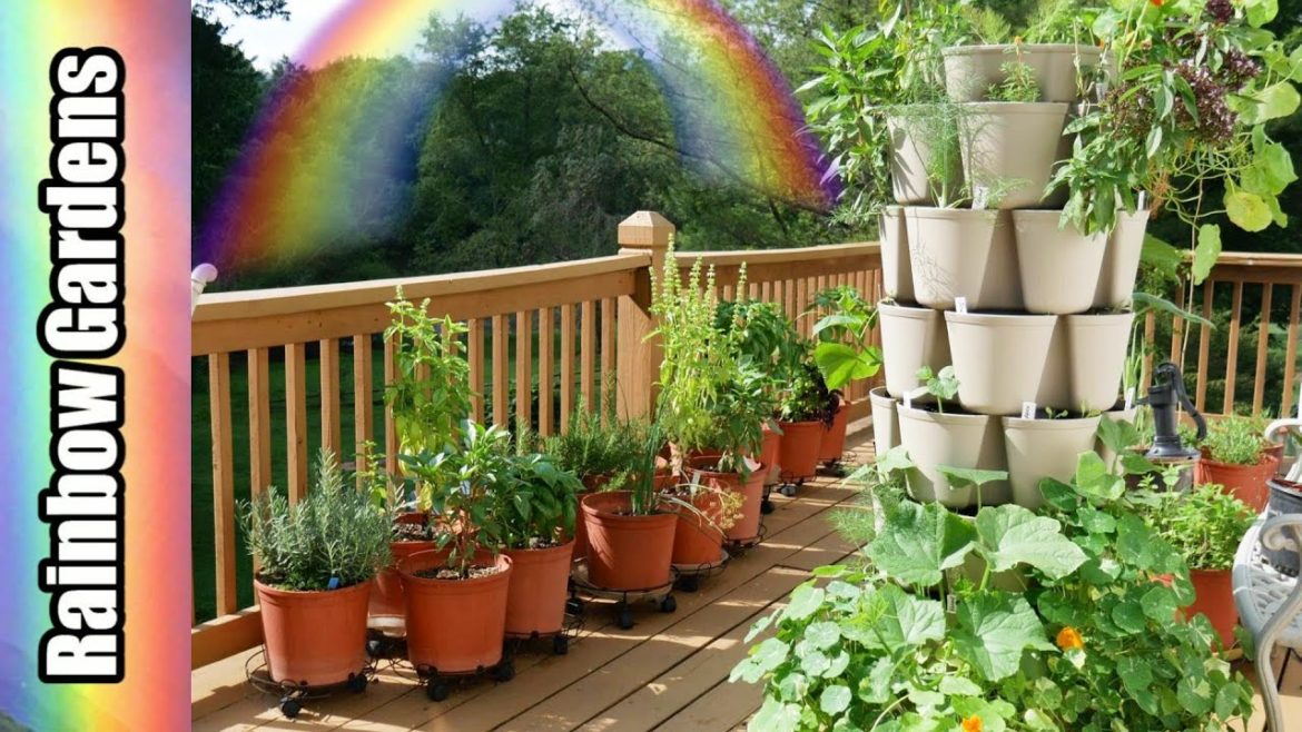 Walking & Talking through the Herb Container Garden, Early August Zone 6b, New Valencia Orange Tree!