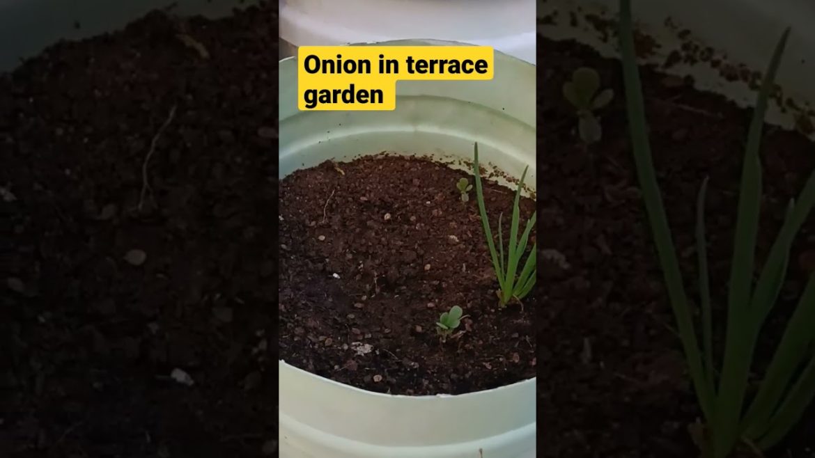 onion plant || grow onion in home || terrace garden || Maadi thottam || gardening || home garden